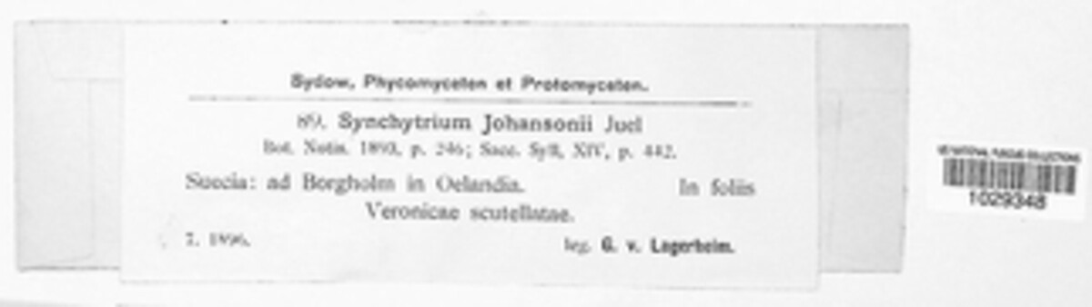 Synchytrium johansonii image